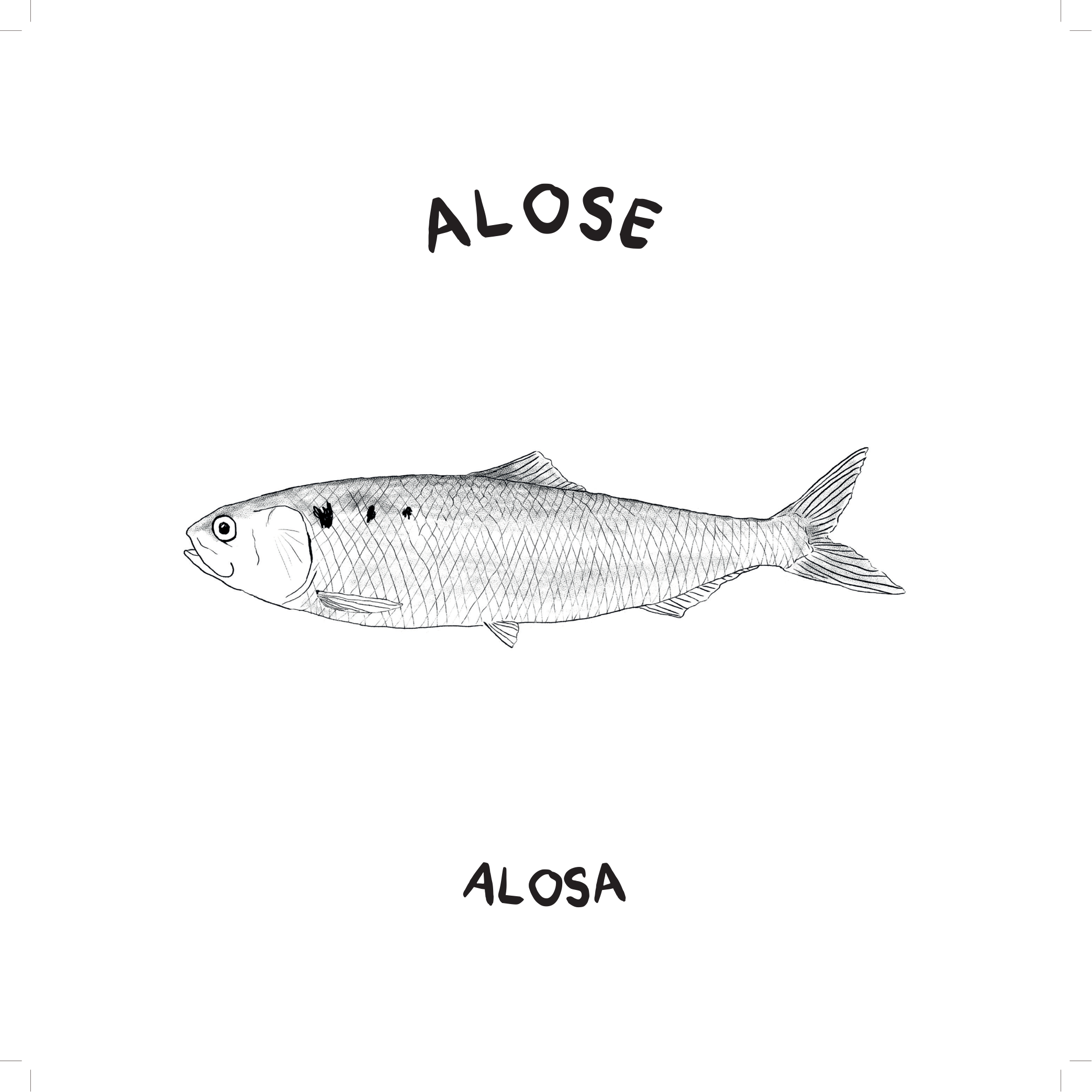 Alose