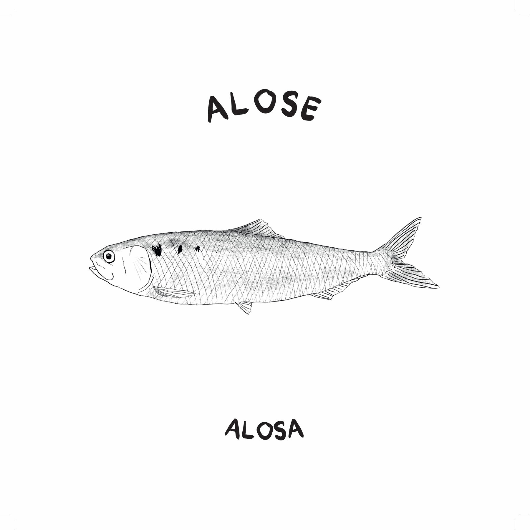 Alose