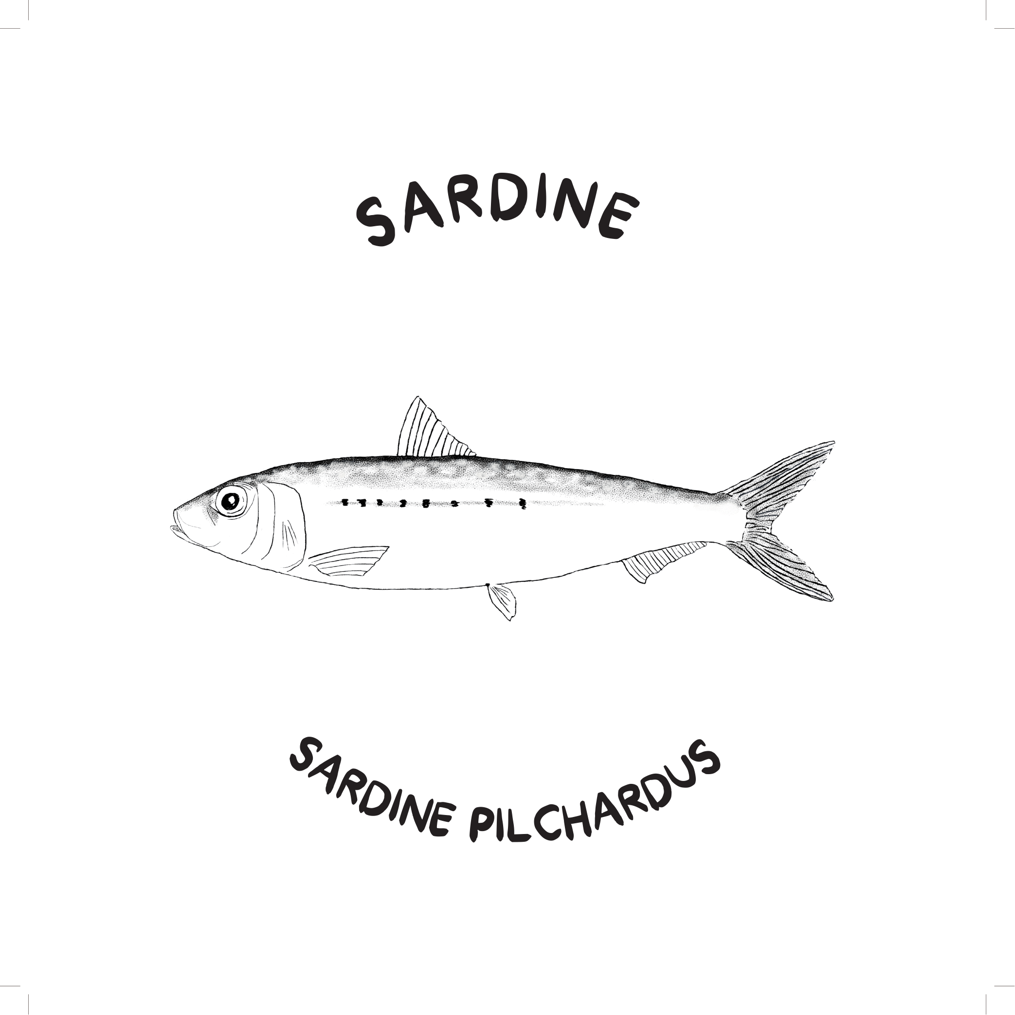 Sardine