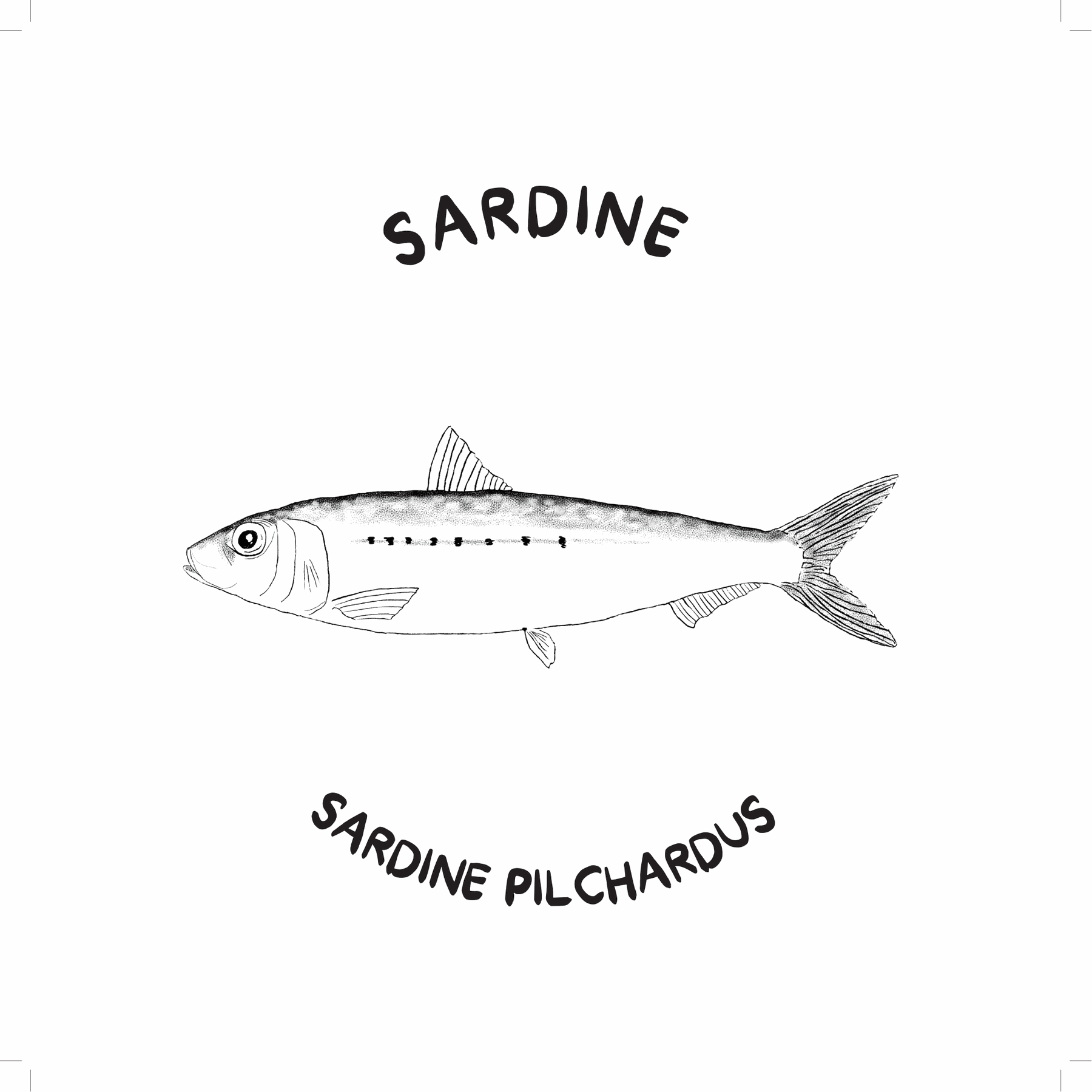Sardine