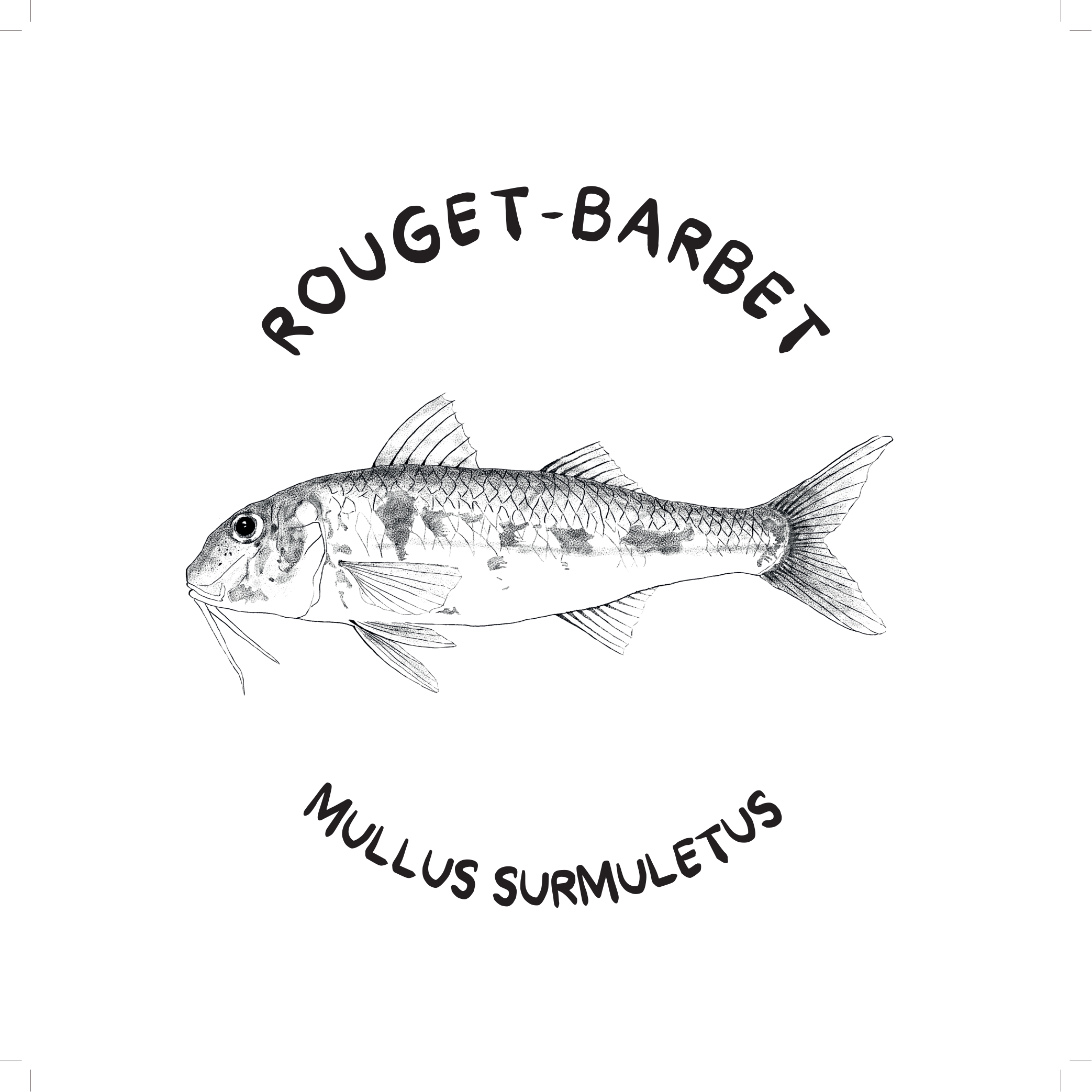 Rouget barbet