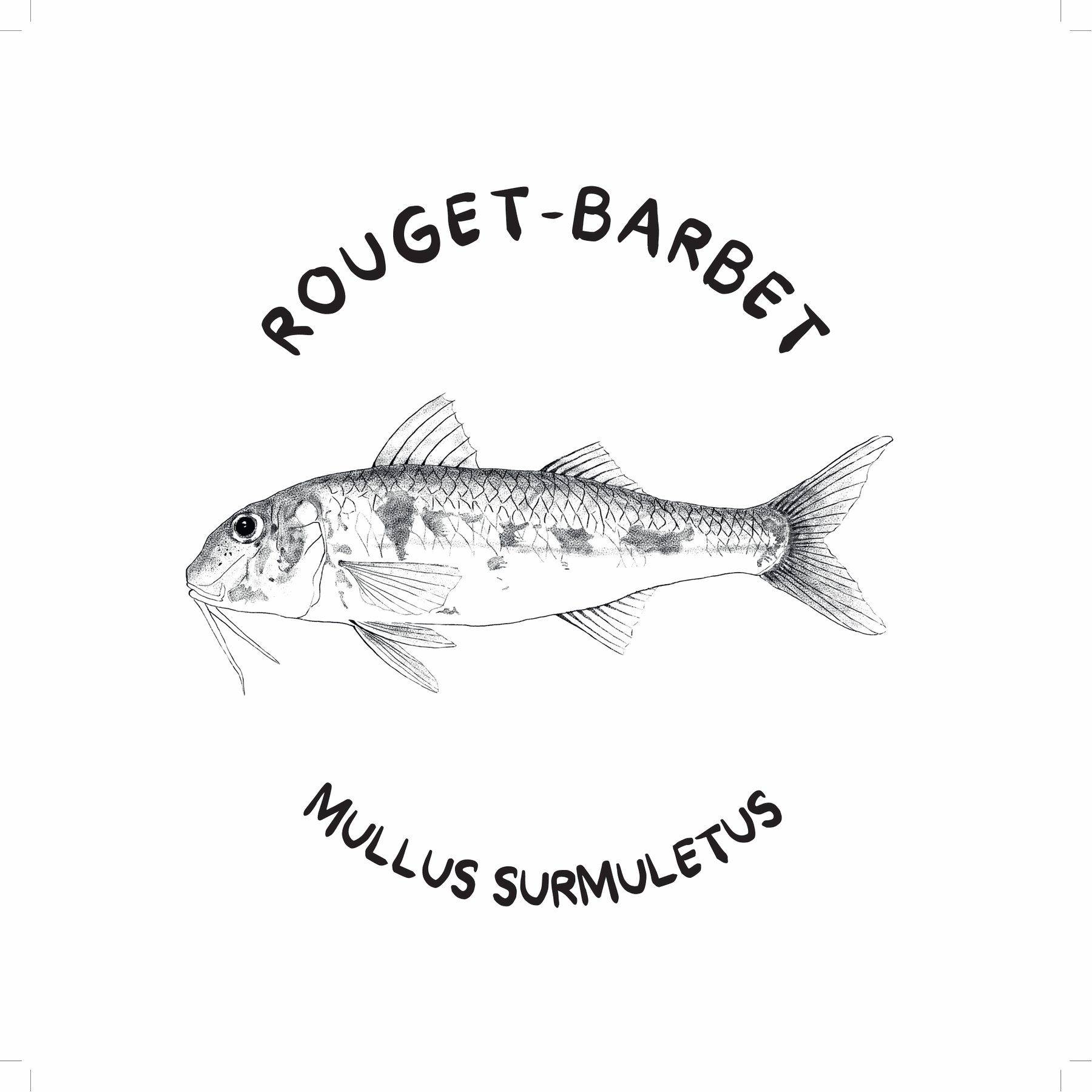 Rouget barbet