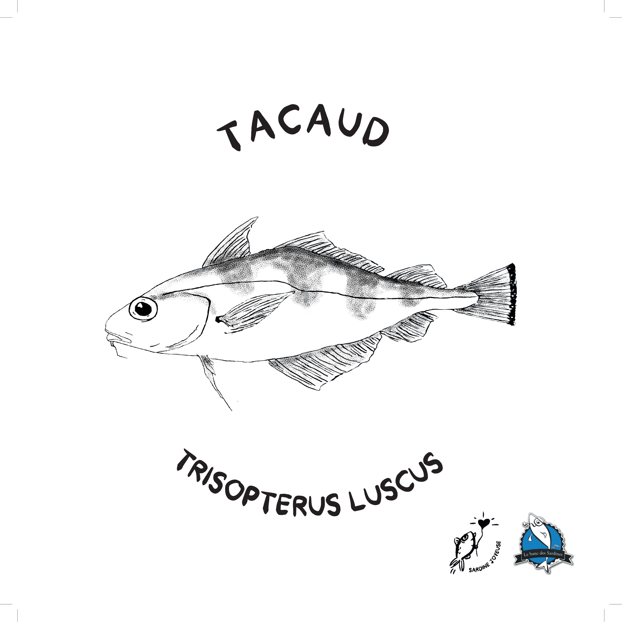 Tacaud