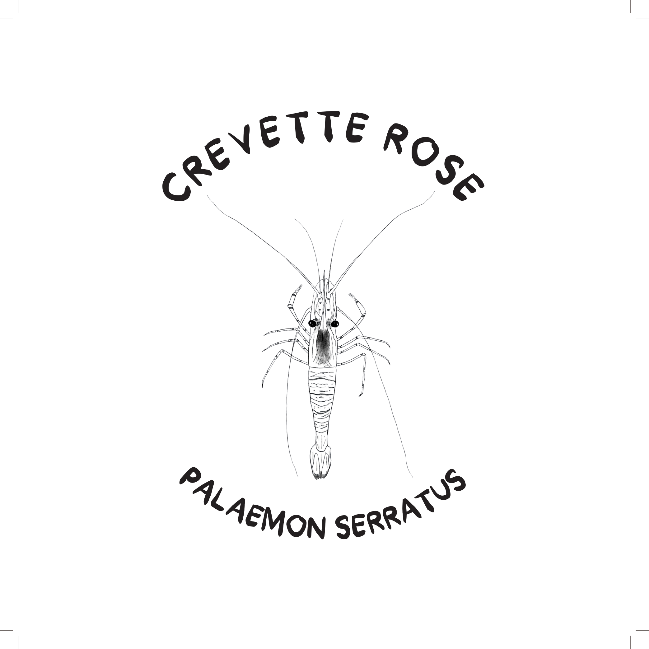 Crevette rose