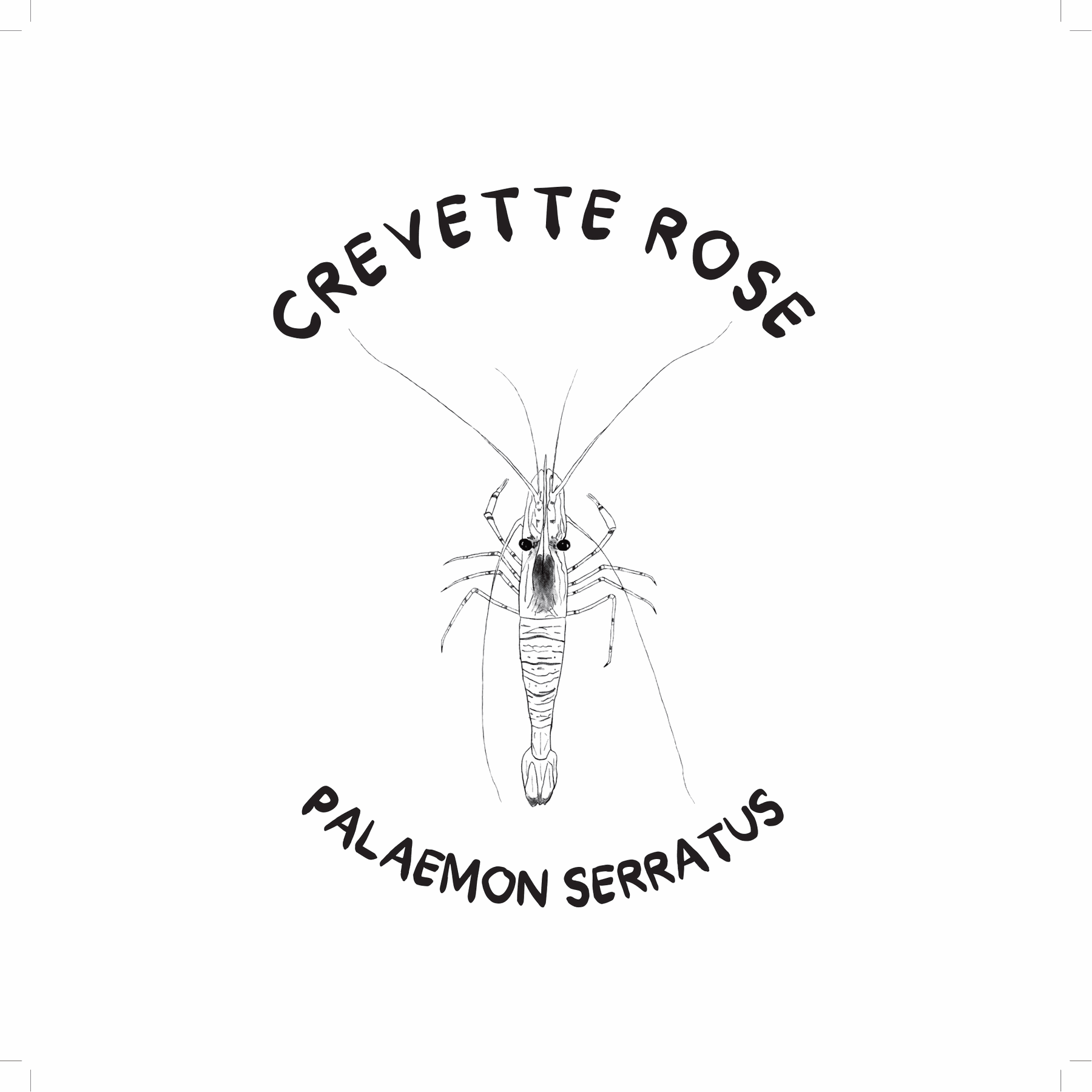 Crevette rose