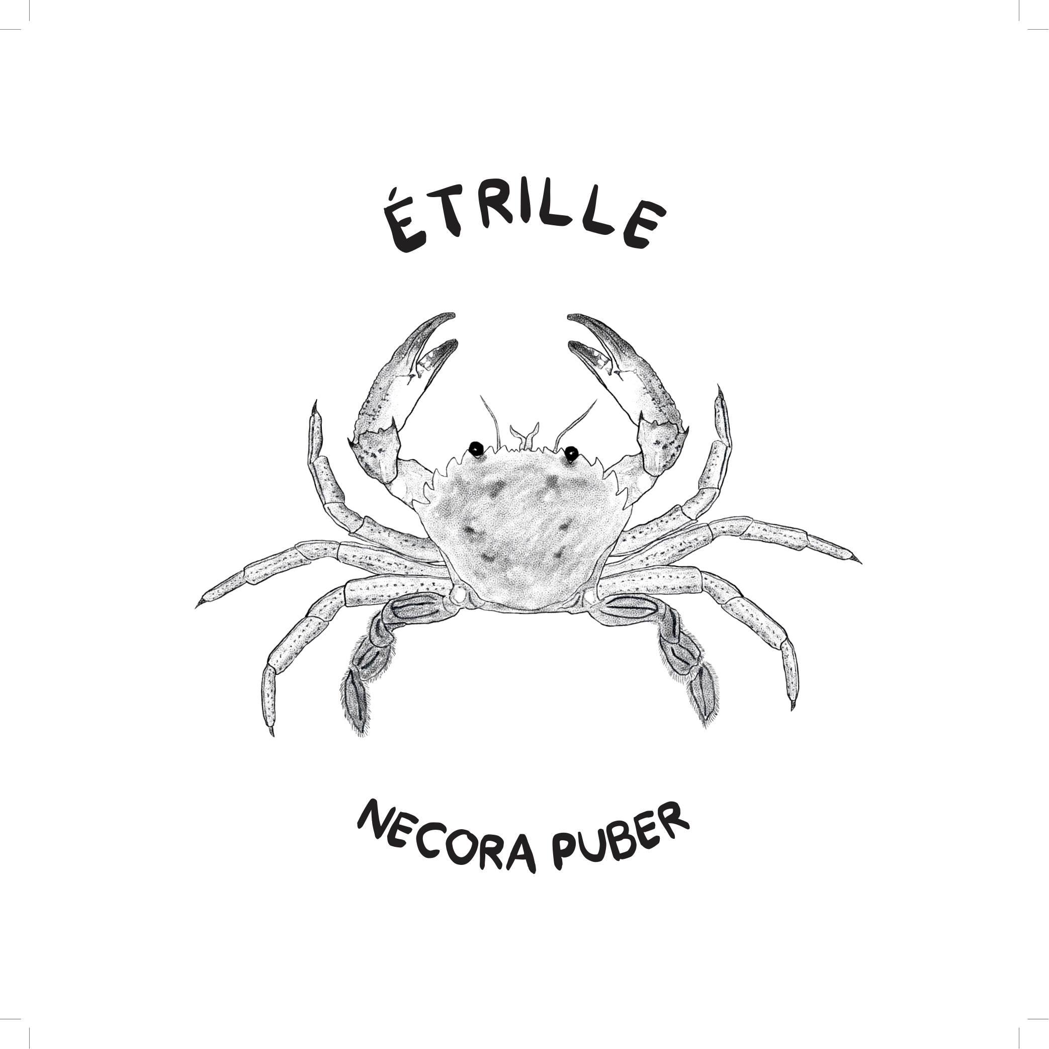 Etrille