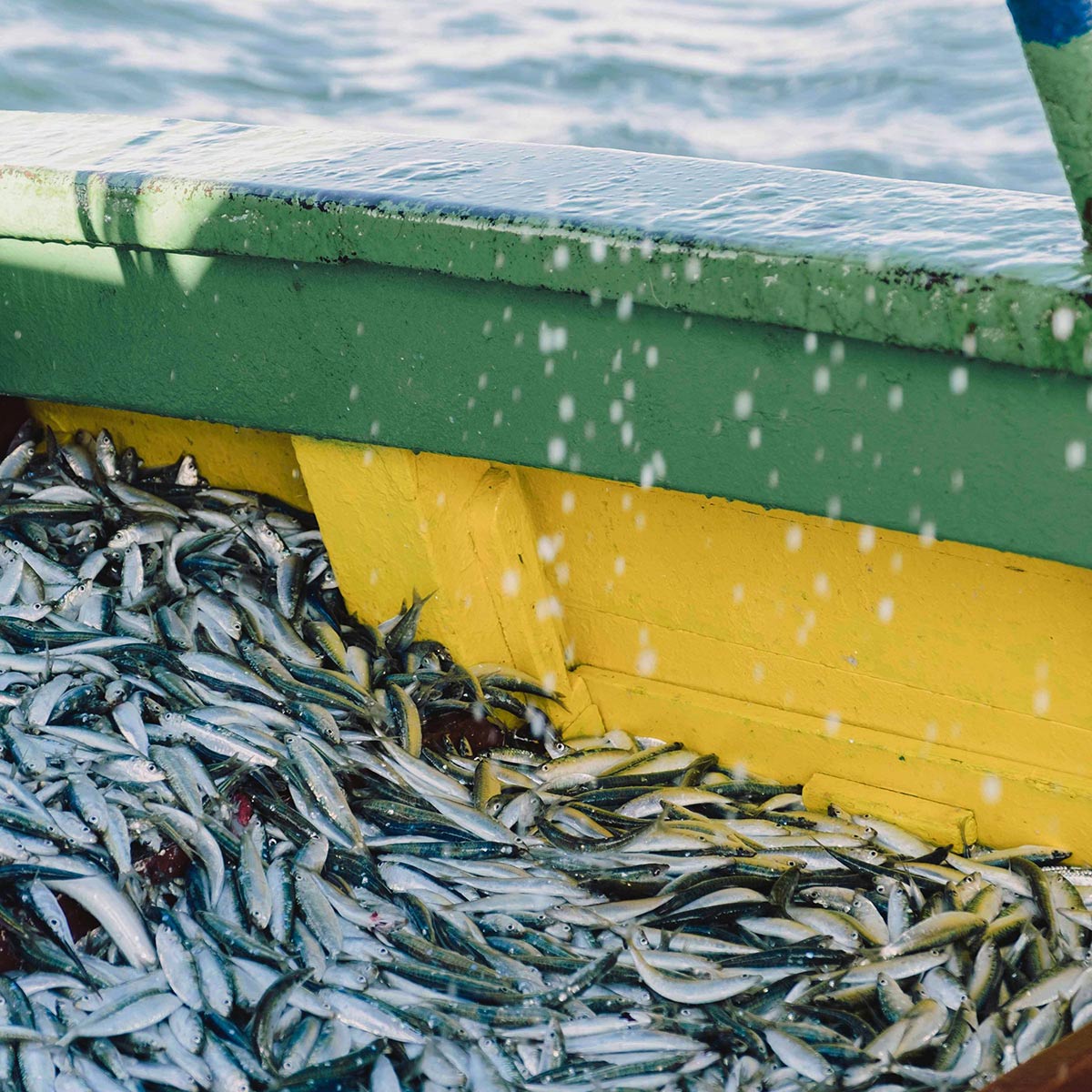 La sardines LABEL ROUGE de Saint-Gilles-Croix-de-Vie