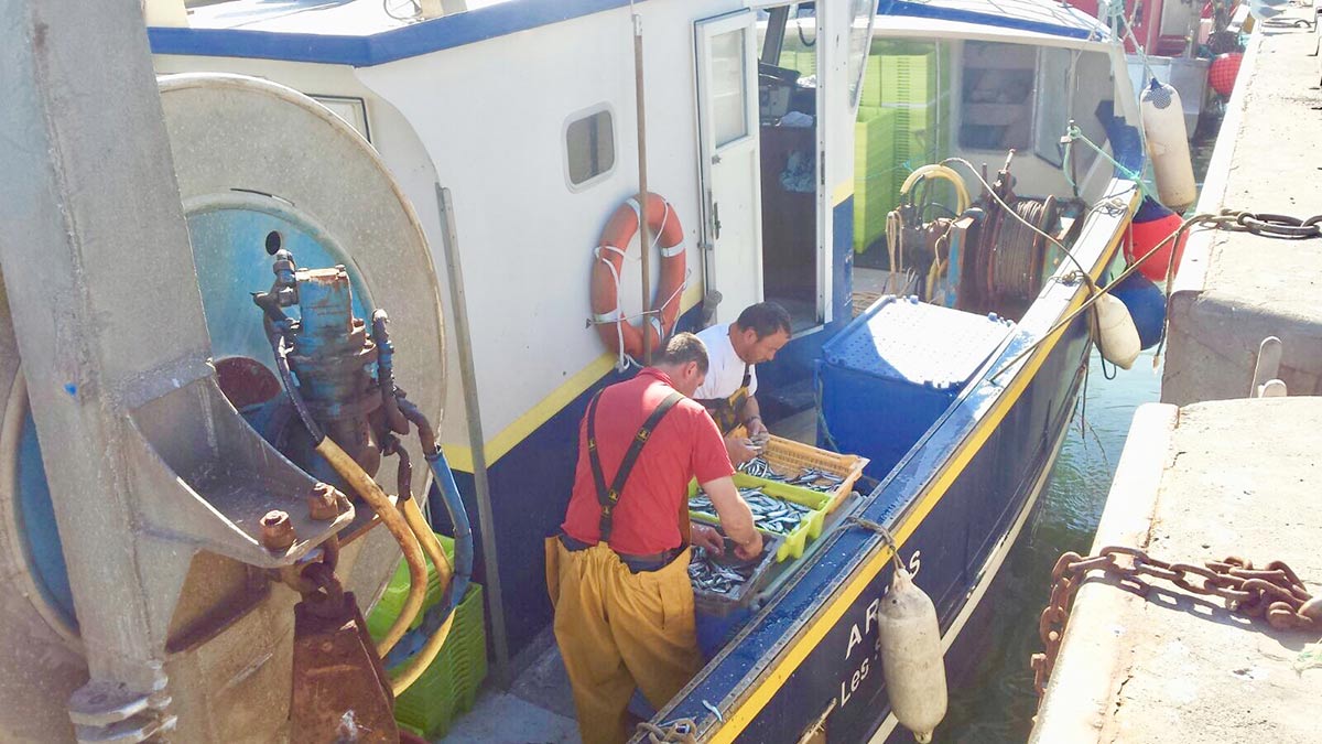 Pécheurs de Saint-Gilles-Croix-de-Vie débarquent les sardines fraîches
