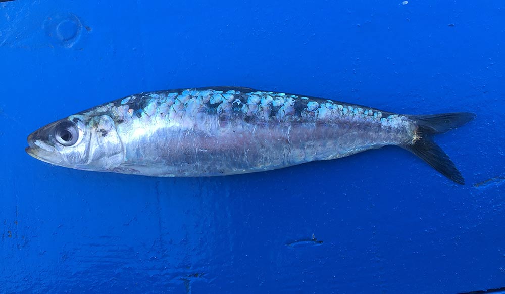 La sardines LABEL ROUGE de Saint-Gilles-Croix-de-Vie