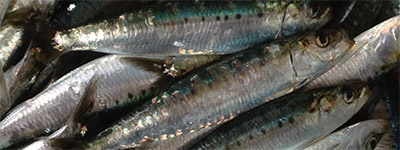 Rillettes de sardines de Saint-Gilles-Croix-de-Vie